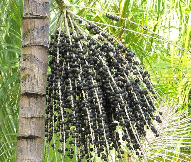 Fruits of Acai Palm Tree (Euterpe oleracea)