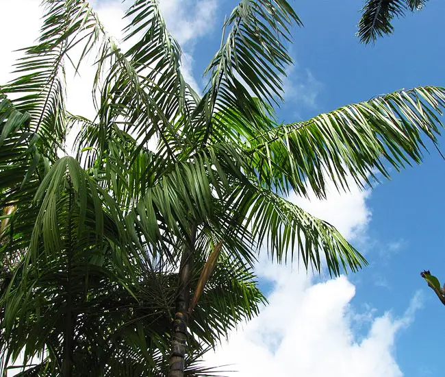 Fronds of Acai Palm Tree (Euterpe oleracea)