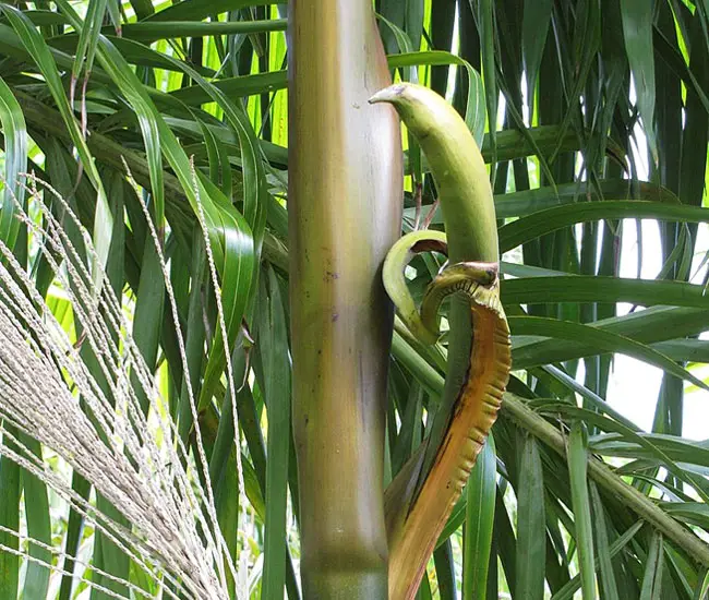 Flower of Acai Palm Tree (Euterpe oleracea)