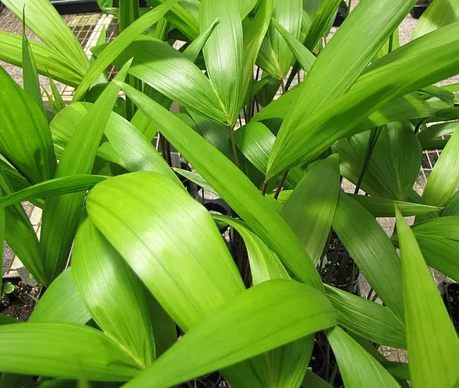 Young Acai Palm Trees (Euterpe oleracea)