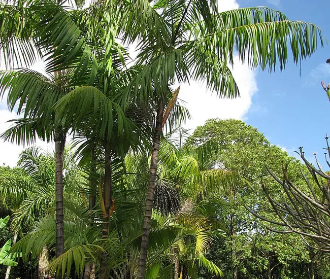 Acai Palm Tree (Euterpe oleracea)