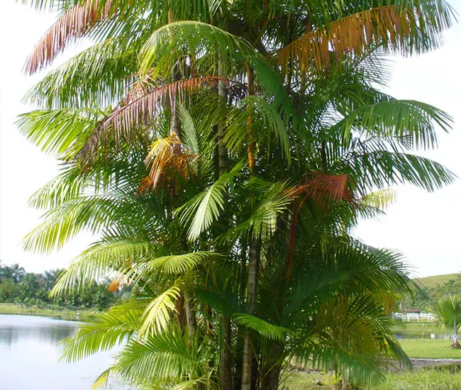 Group of Acai Palm Trees (Euterpe oleracea)