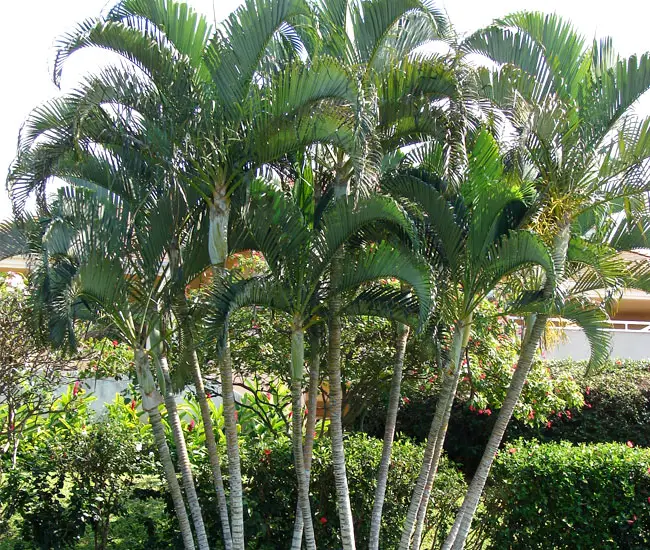 Group of Areca Palm Trees (Chrysalidocarpus lutescens or Dypsis lutescens)