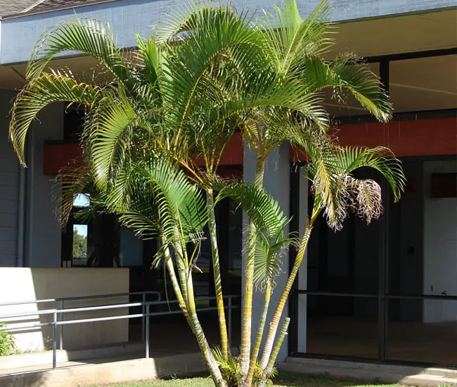 Group of Areca Palm Trees (Chrysalidocarpus lutescens or Dypsis lutescens)