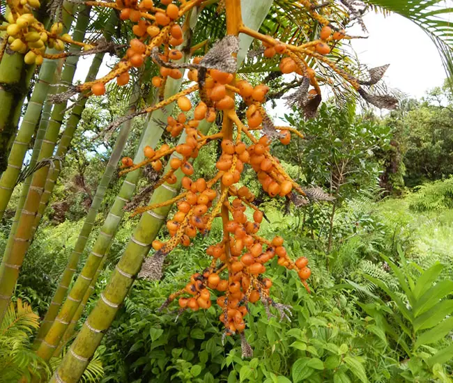 Fruits of Areca Palm Tree (Chrysalidocarpus lutescens or Dypsis lutescens)