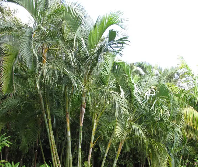 Group of Areca Palm Trees (Chrysalidocarpus lutescens or Dypsis lutescens)