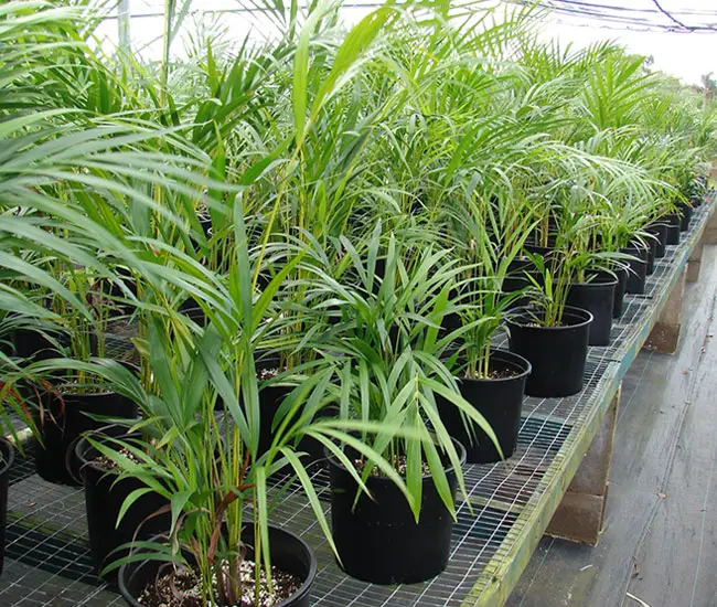 Young Areca Palm Trees (Chrysalidocarpus lutescens or Dypsis lutescens) at a nursery