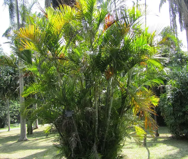 Group of Areca Palm Trees (Chrysalidocarpus lutescens or Dypsis lutescens)