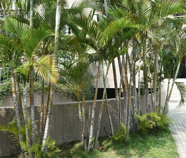 Areca Palm Trees (Chrysalidocarpus lutescens or Dypsis lutescens)