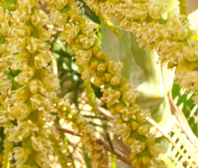 Yellow flowers of Areca Palm Tree (Chrysalidocarpus lutescens or Dypsis lutescens)