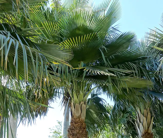 Fronds of Bailey Copernicia Palm Tree (Copernicia baileyana)