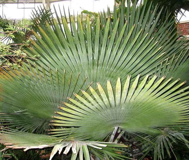 Fan Shaped Fronds of Bailey Copernicia Palm Tree (Copernicia baileyana)