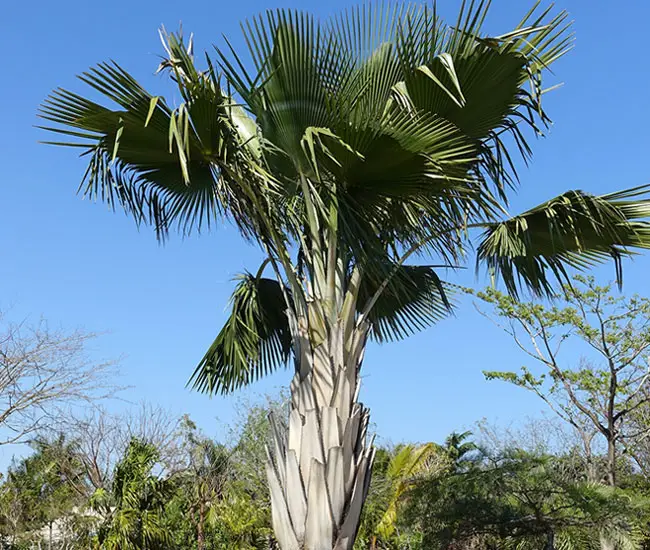 Bailey Copernicia Palm Tree (Copernicia baileyana)