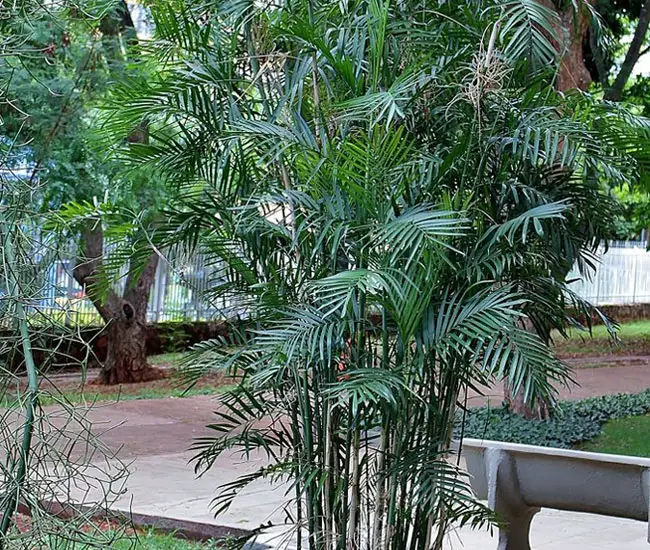Bamboo Palm (Chamaedorea seifrizii).