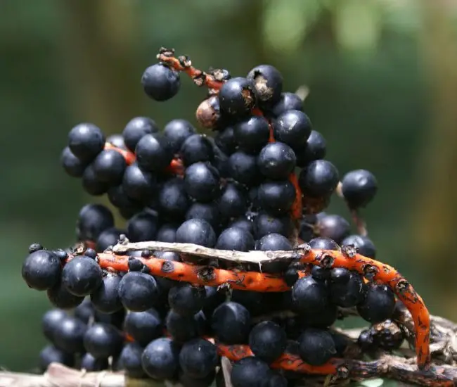 Fruits of Bamboo Palm Tree (Chamaedorea seifrizii)