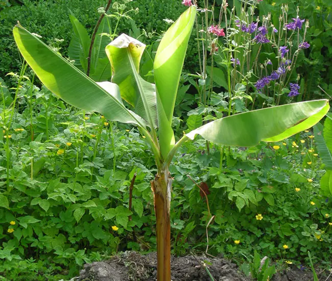 Banana Palm Tree (Musa)