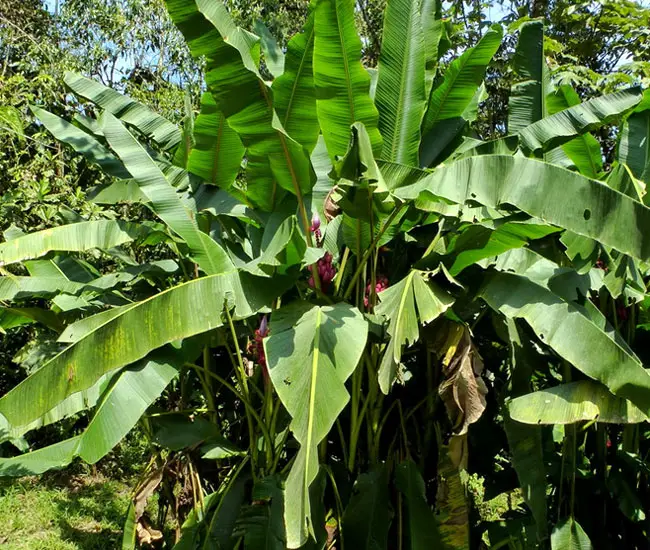 Banana Palm (Musa). 