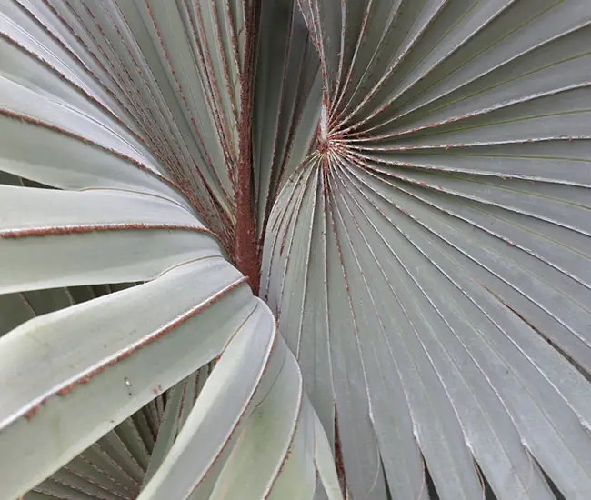 Silver leaves of Bismarck Palm (Bismarckia nobilis)