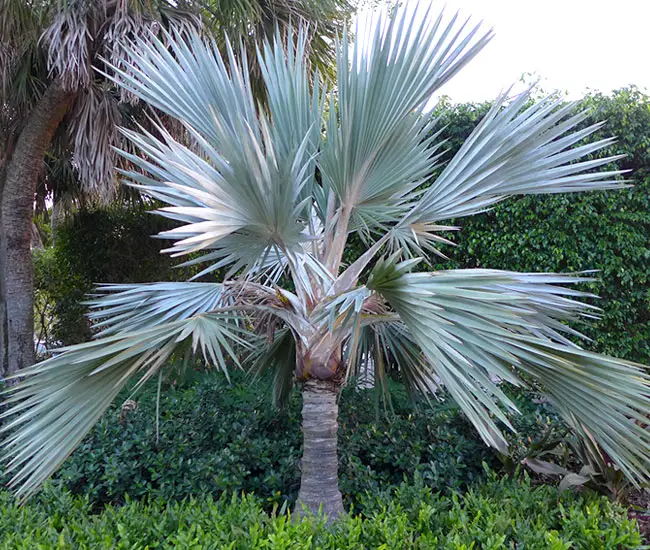 Blue Latan Palm Tree (Latania loddigesii)