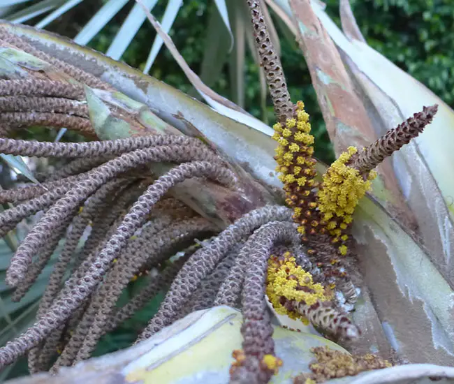 Flowers of Blue Latan Palm Tree (Latania loddigesii)