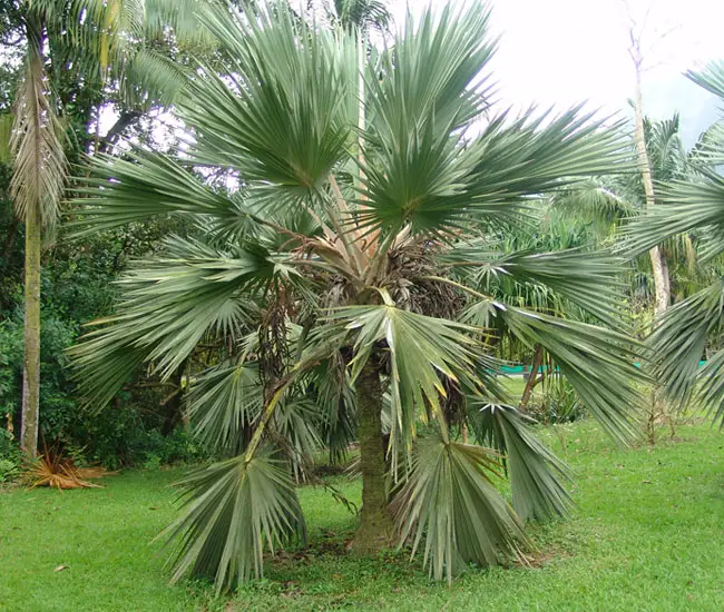Blue Latan Palm (Latania loddigesii). 