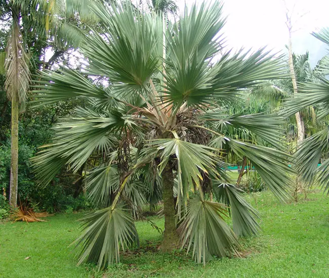 Blue Latan Palm (Latania loddigesii).