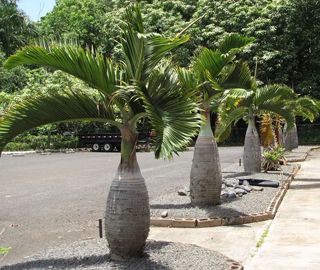 Bottle Palm (Hyophorbe lagenicaulis).