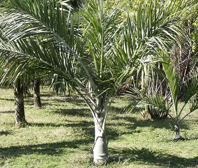 Buccaneer Palm Tree (Pseudophoenix sargentii)
