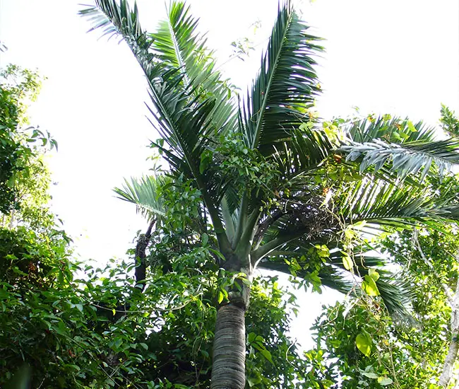 Buccaneer Palm Tree (Pseudophoenix sargentii)