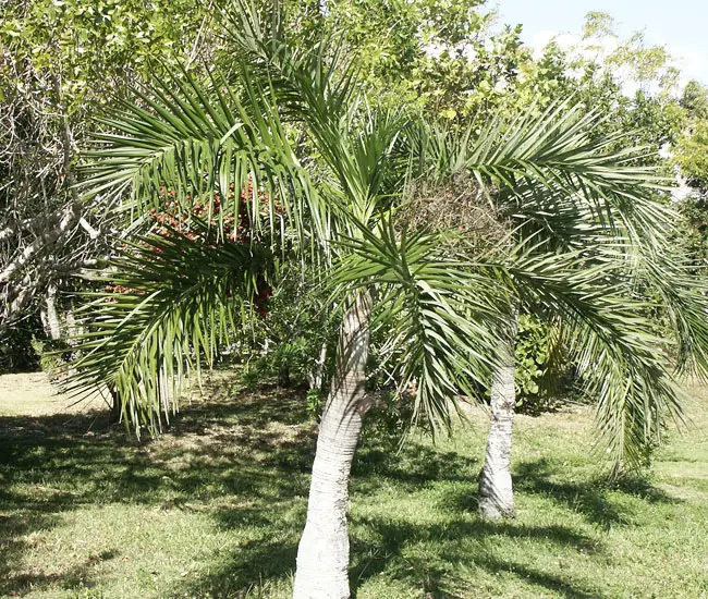 Buccaneer Palm Tree (Pseudophoenix sargentii)