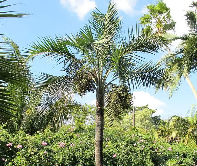 Buccaneer Palm Tree (Pseudophoenix sargentii)