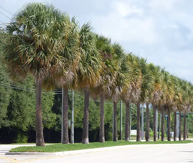 Row of Cabbage Palm Trees (Sabal palmetto)