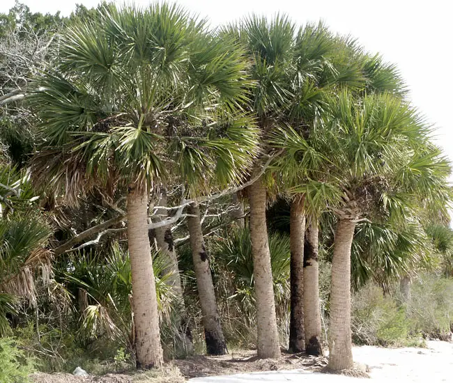 group of Cabbage Palm Trees (Sabal palmetto)