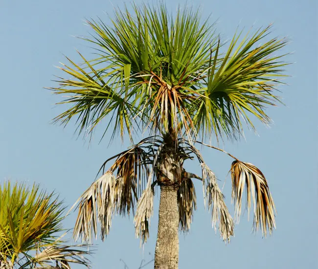 Cabbage Palm Tree (Sabal palmetto)