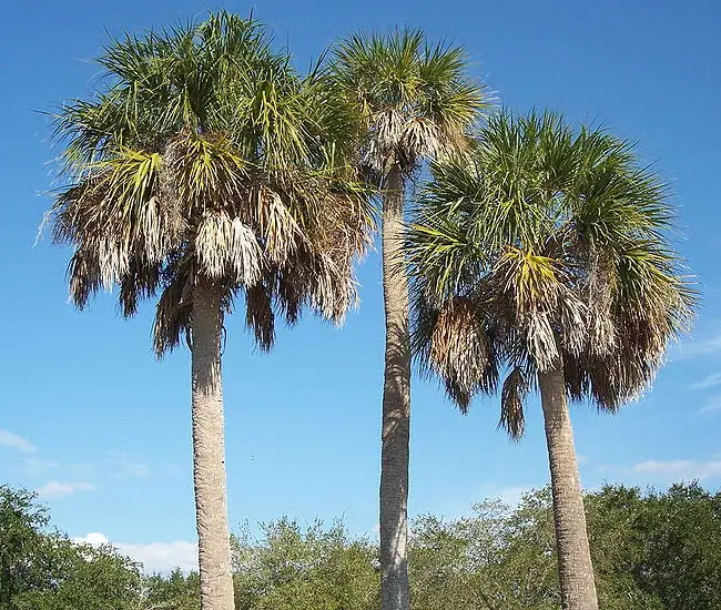 Group of Cabbage Palm Trees (Sabal palmetto)