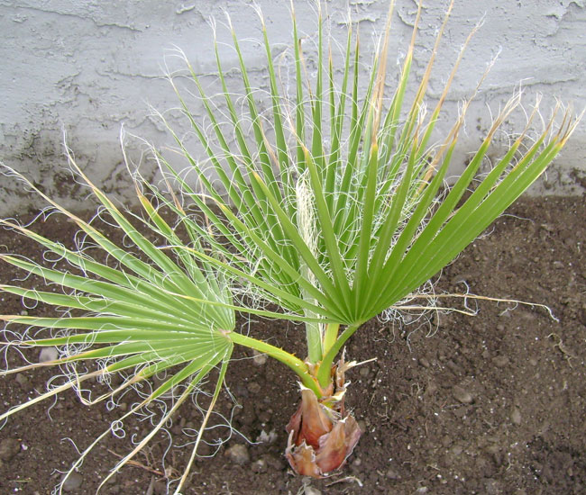 Newly planted California Fan Palm Tree (Washingtonia filifera)