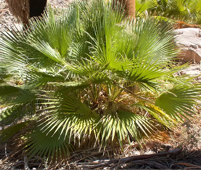 California Fan Palm Tree (Washingtonia filifera)