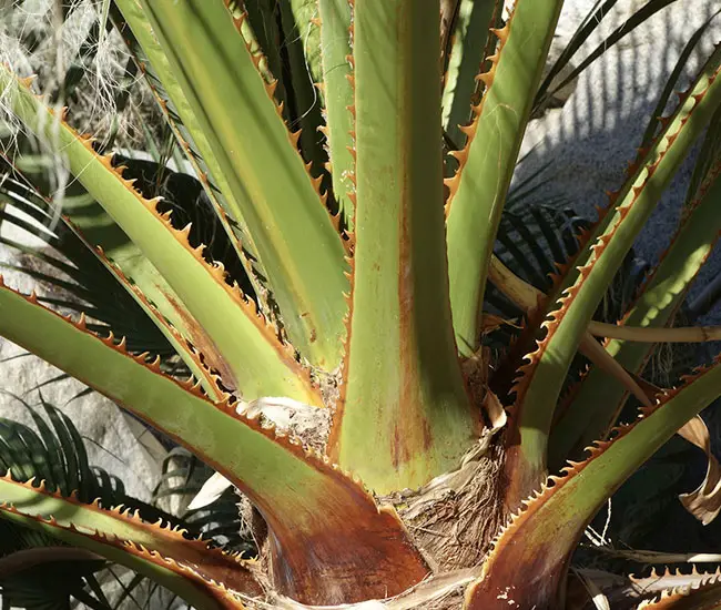 California Fan Palm Tree (Washingtonia filifera) stems with teeth