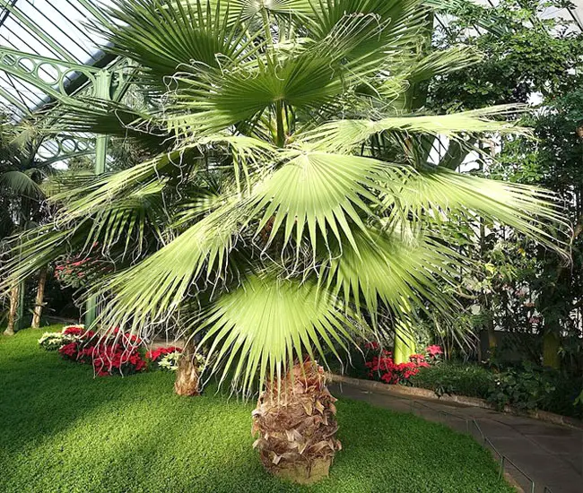 California Fan Palm (Washingtonia filifera).