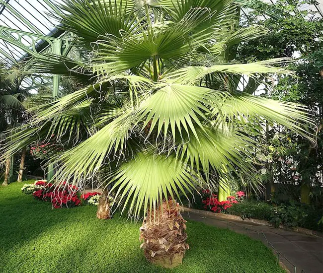 California Fan Palm (Washingtonia filifera). 