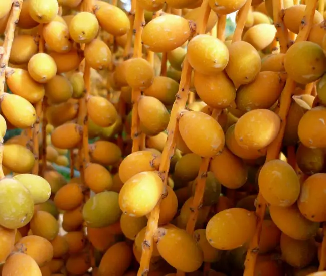 Canary Date Palm Tree (Phoenix canariensis) fruits