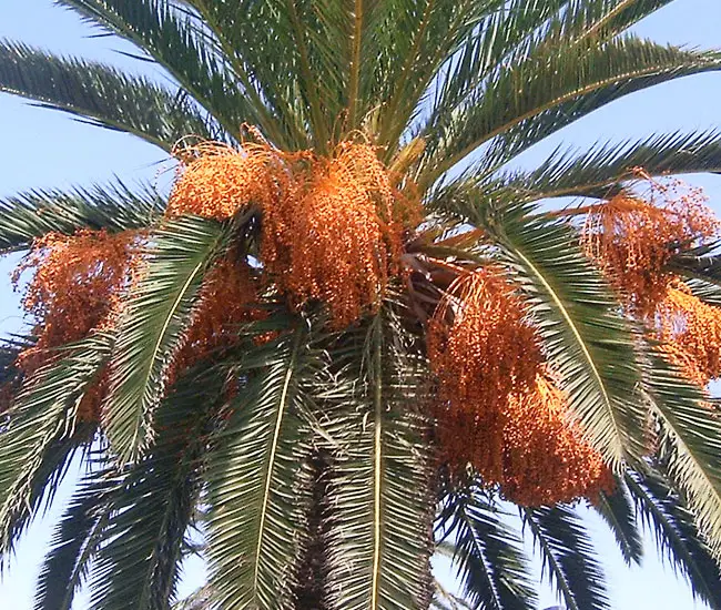 Canary Date Palm Tree (Phoenix canariensis) with fruits