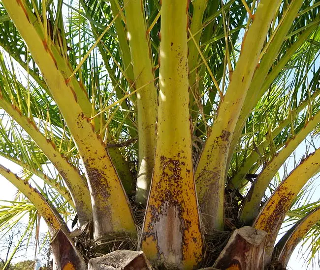 stems of Canary Date Palm Tree (Phoenix canariensis)