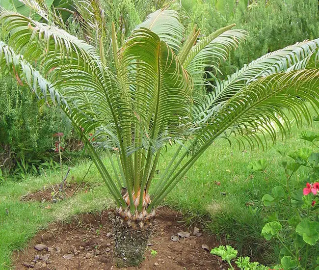 Canary Date Palm Tree (Phoenix canariensis)