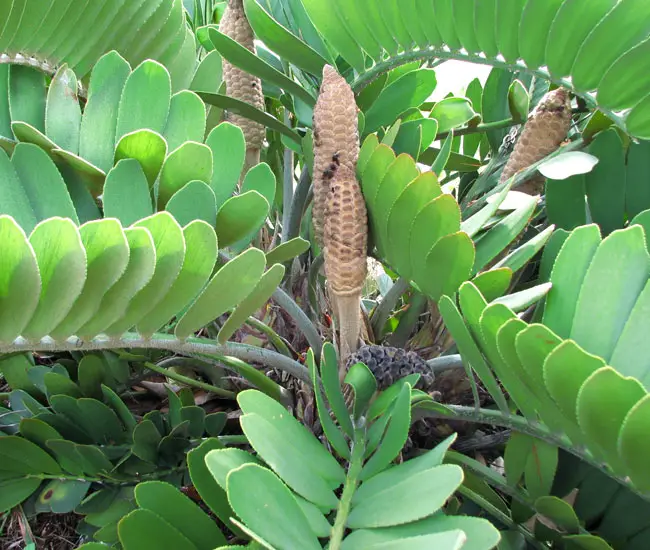 Cardboard Palm Tree (Zamia furfuracea)