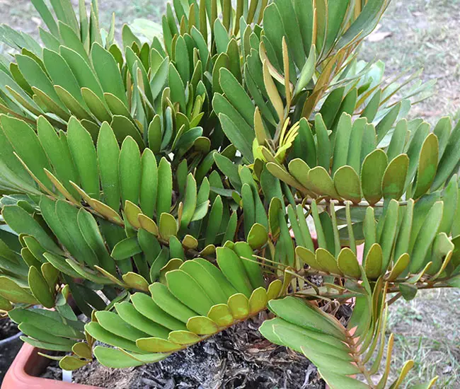 Cardboard Palm Tree (Zamia furfuracea)