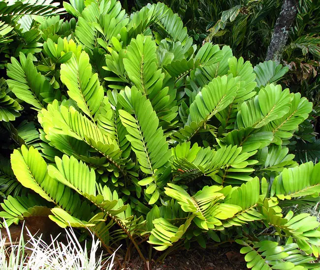 Cardboard Palm (Zamia furfuracea).