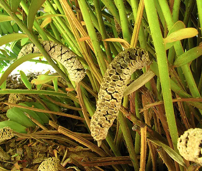 Cardboard Palm Tree (Zamia furfuracea) flowers