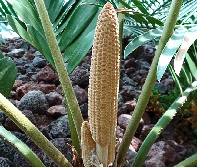 flower of Cardboard Palm Tree (Zamia furfuracea)