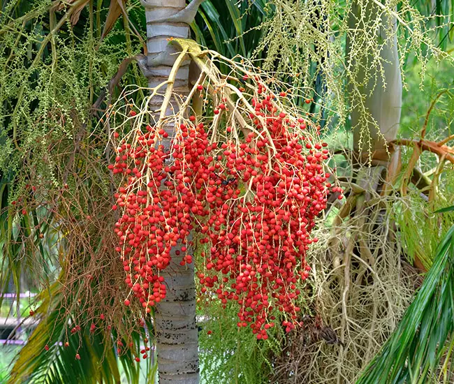 Carpentaria Palm Tree (Carpentaria acuminata) fruits